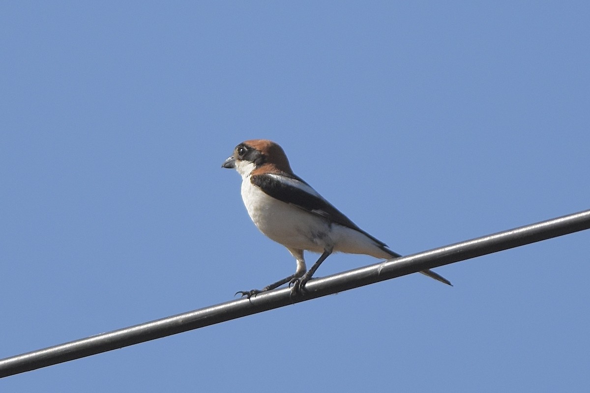 Woodchat Shrike - ML638907031