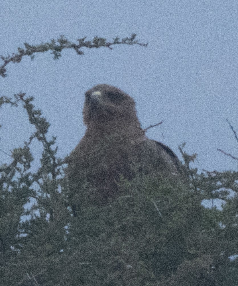 Tawny Eagle - ML638907036
