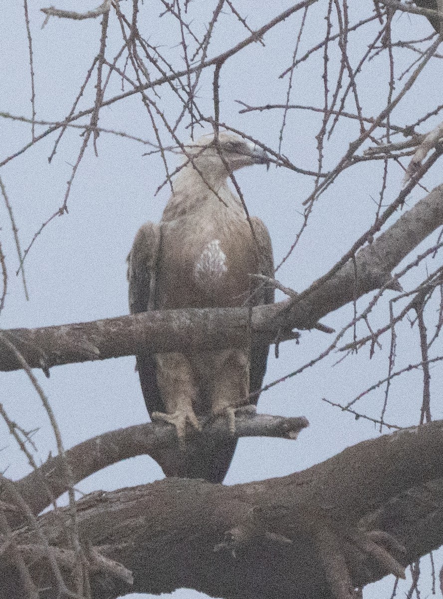Tawny Eagle - ML638907038