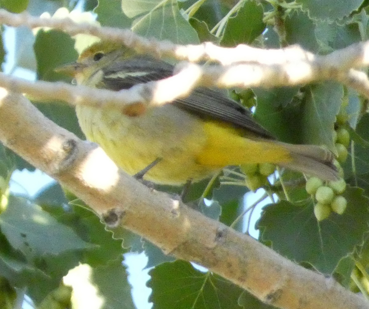 Western Tanager - ML638907061