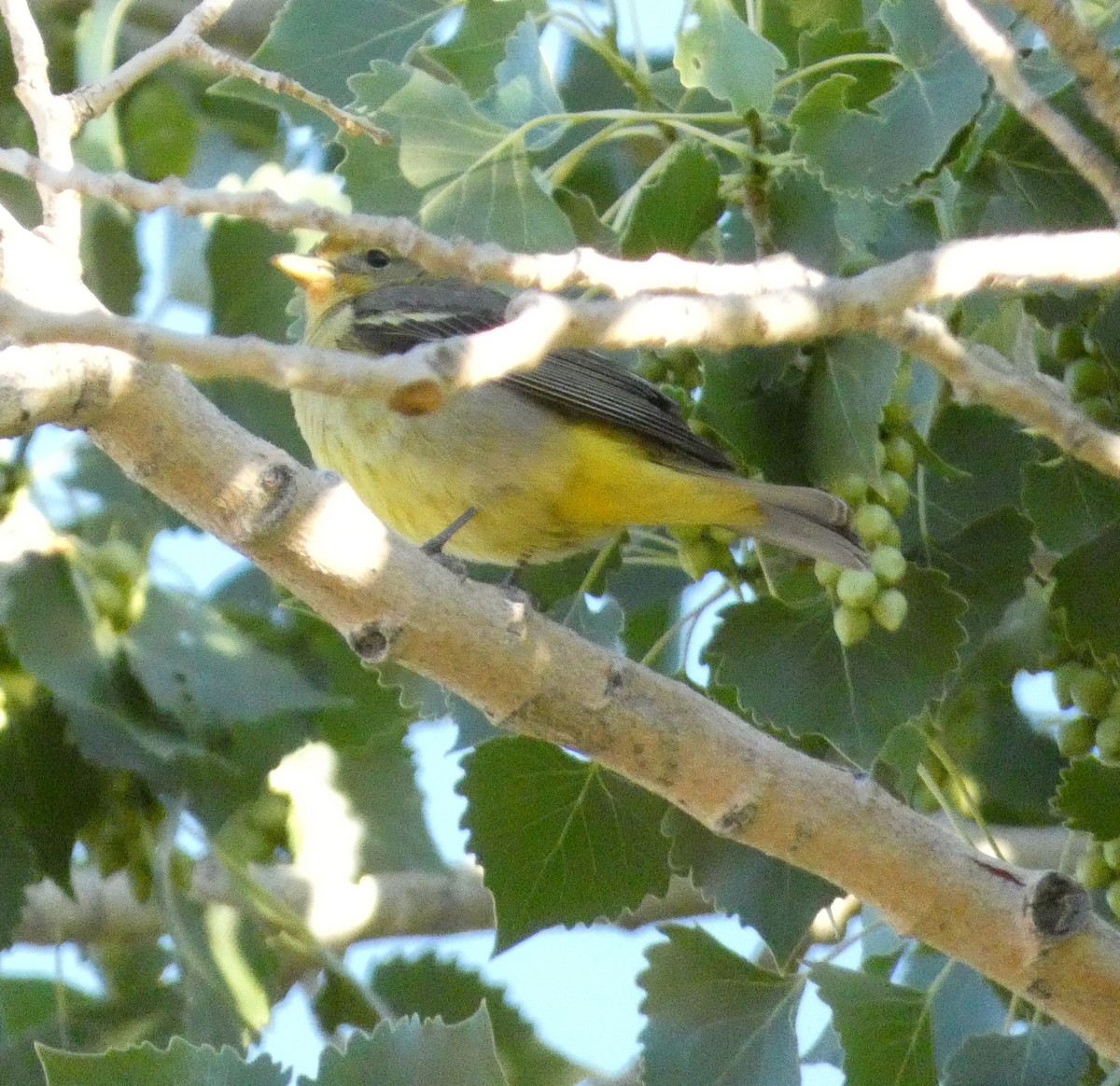 Western Tanager - ML638907062