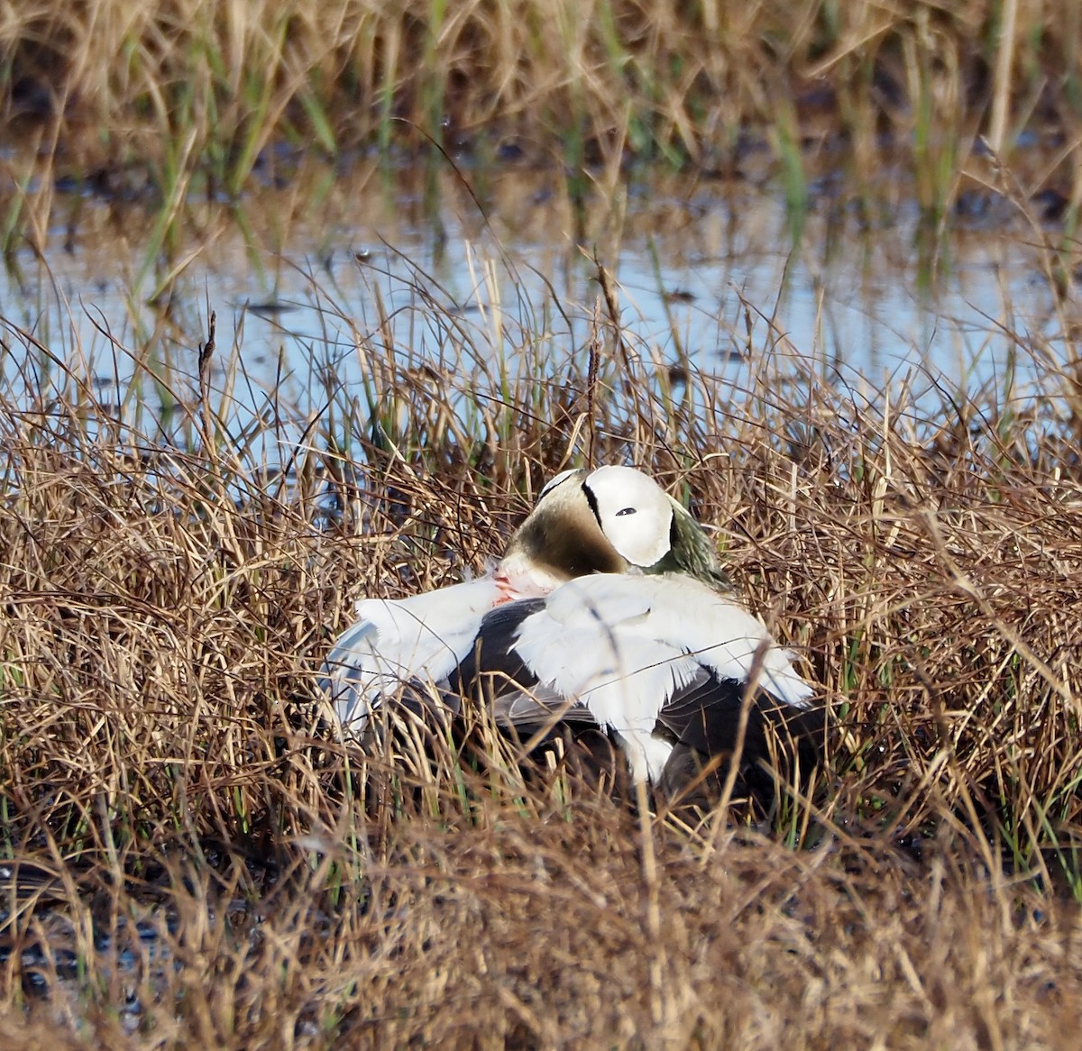 Spectacled Eider - ML638907064