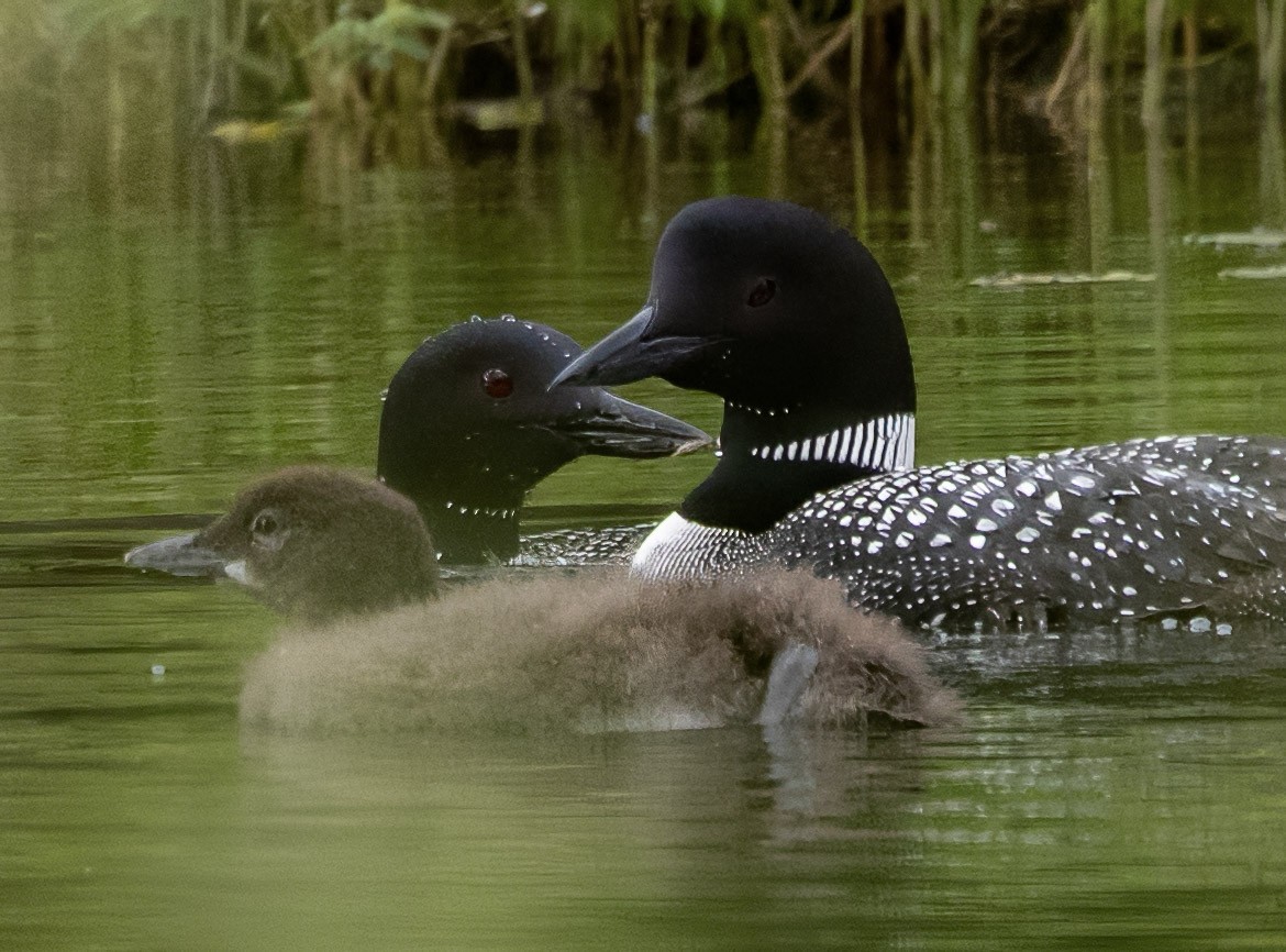 Common Loon - ML638907066