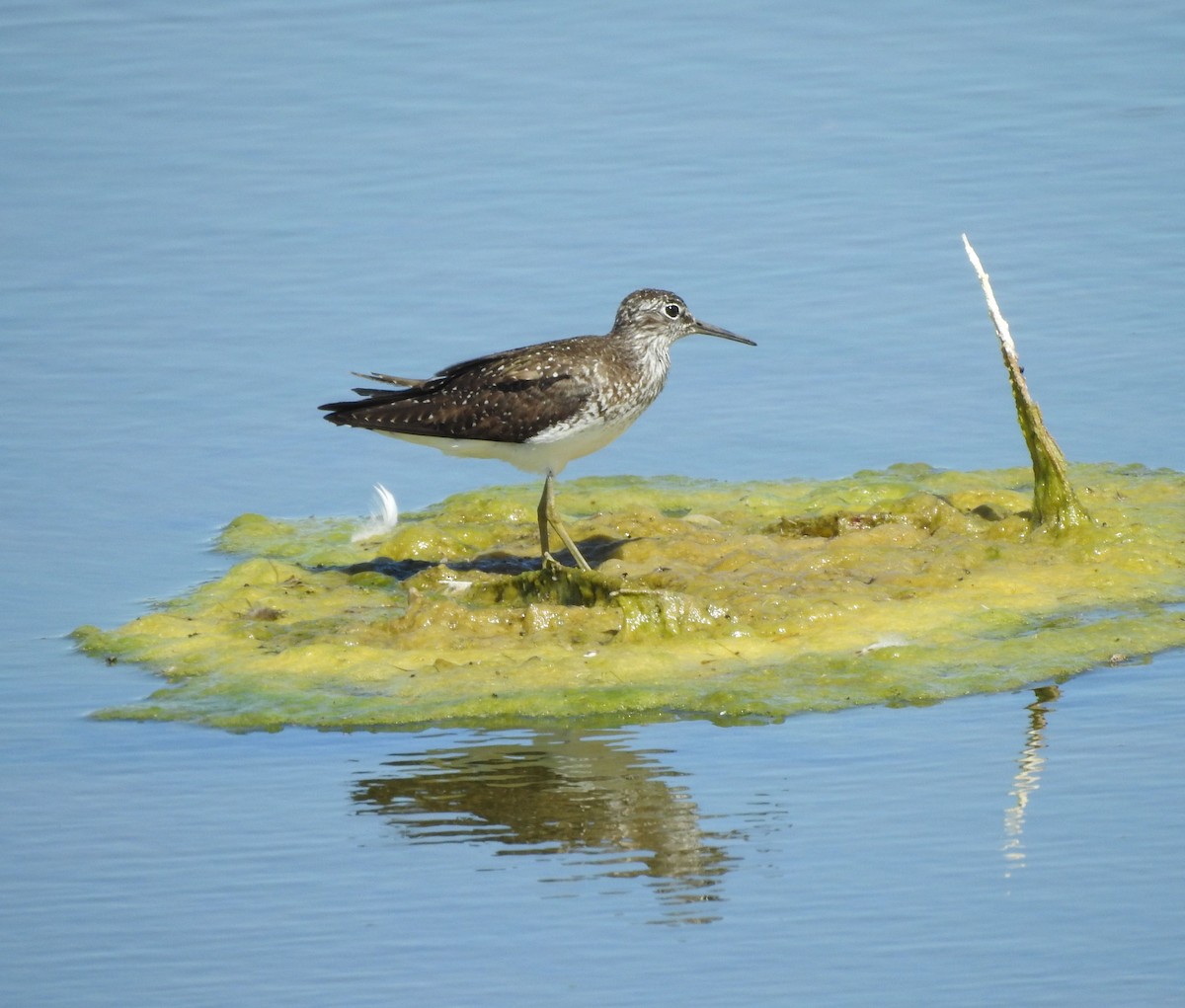 Solitary Sandpiper - ML638907089