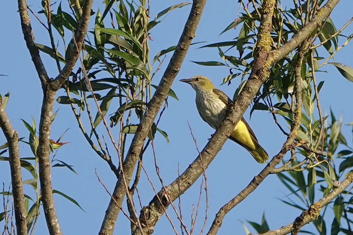 Eurasian Golden Oriole - ML638907096