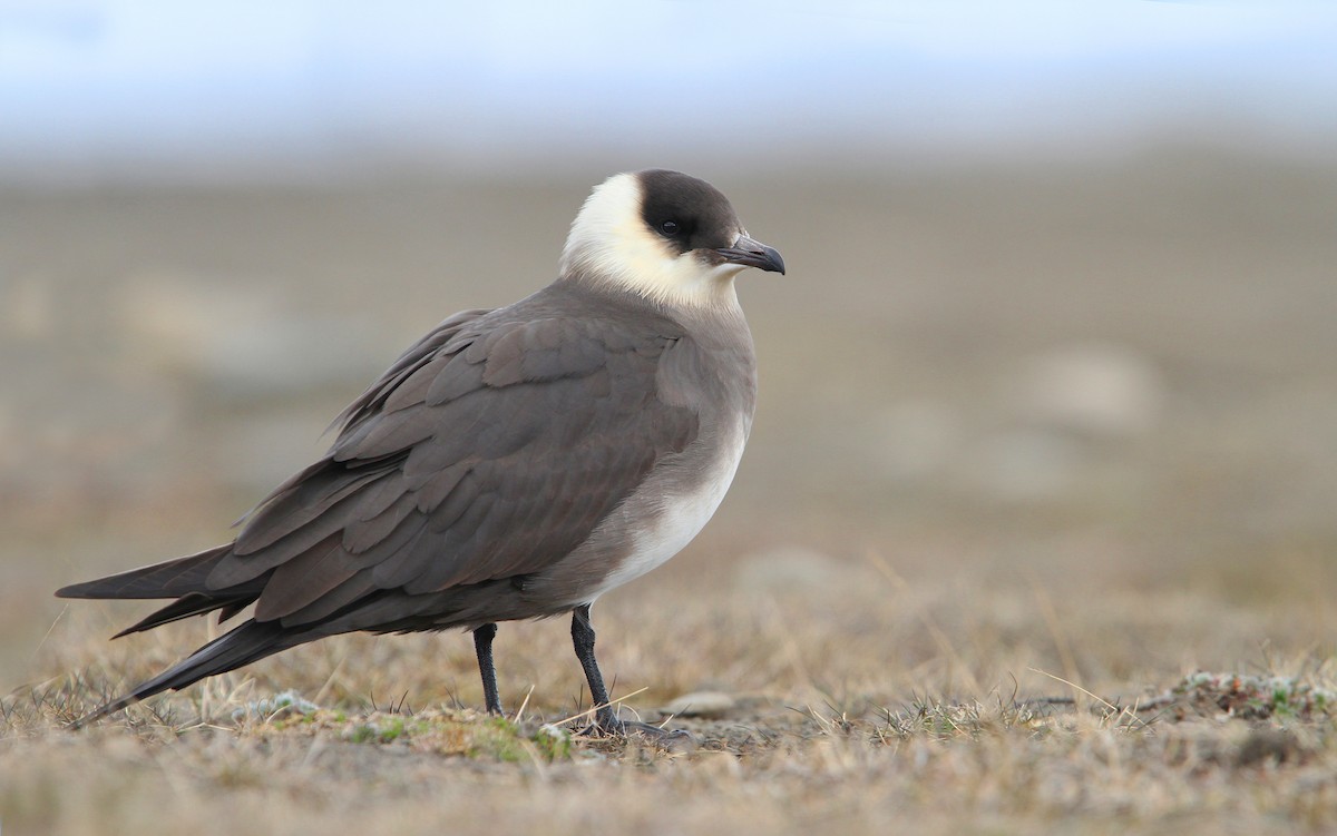 Parasitic Jaeger - ML63890711