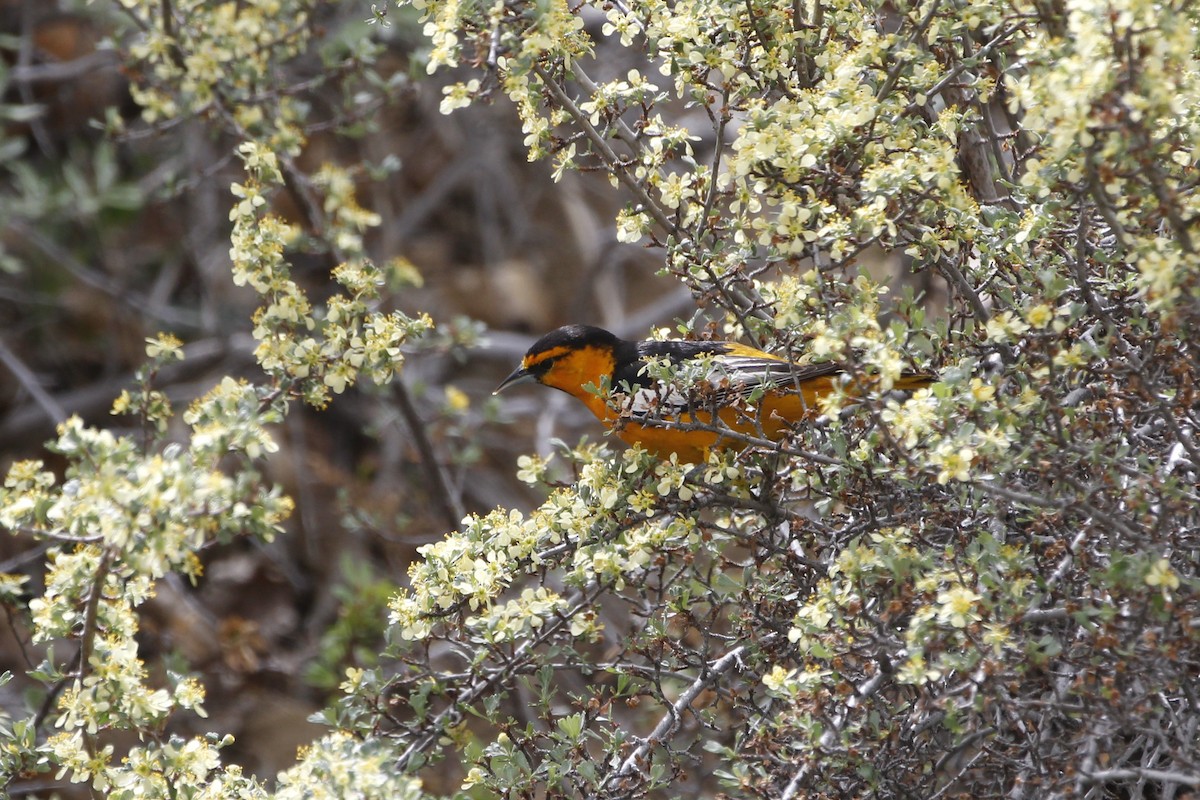 Bullock's Oriole - ML638907146