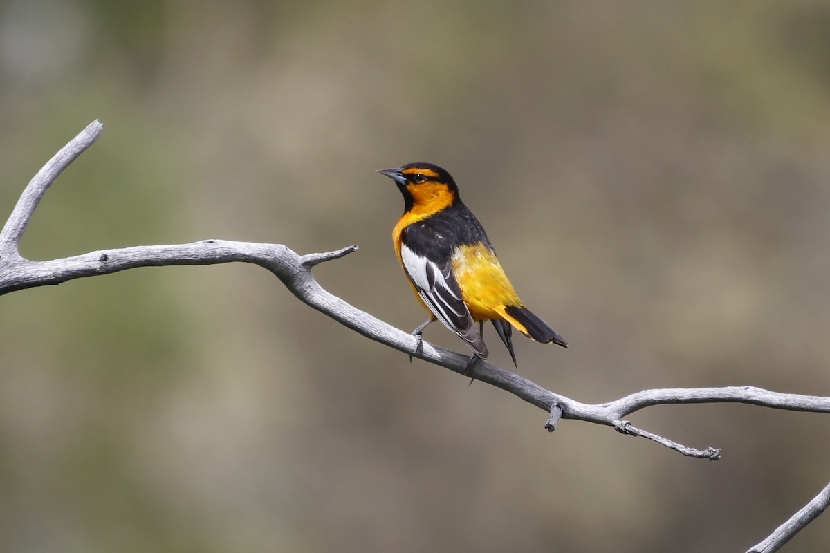 Bullock's Oriole - ML638907147