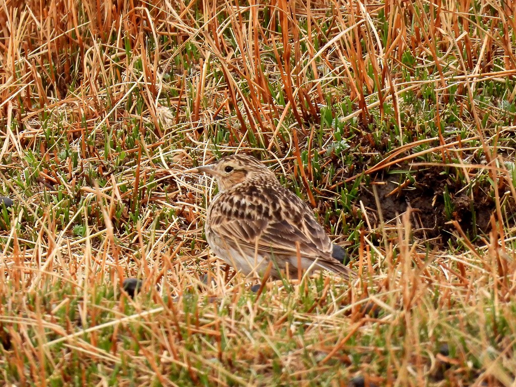 Oriental Skylark - ML638907160