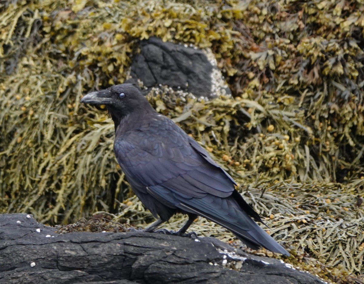 Common Raven - ML638907174