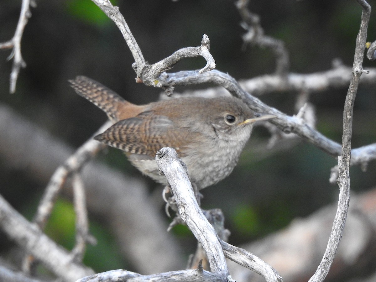 Northern House Wren - ML638907191