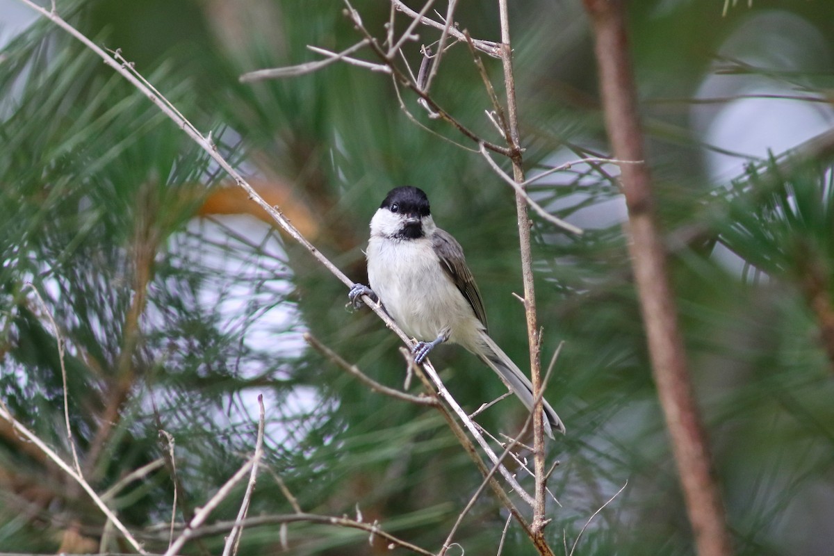 Marsh Tit - ML638907202