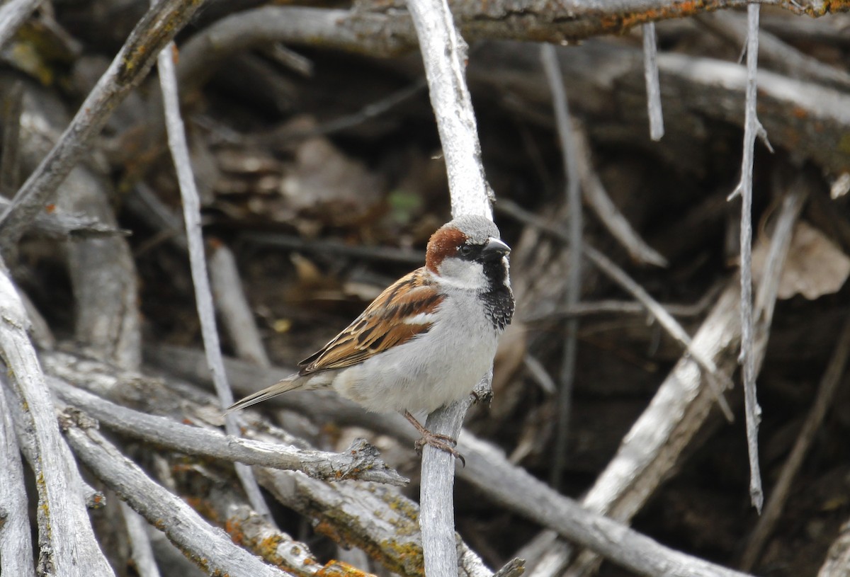 House Sparrow - ML638907204