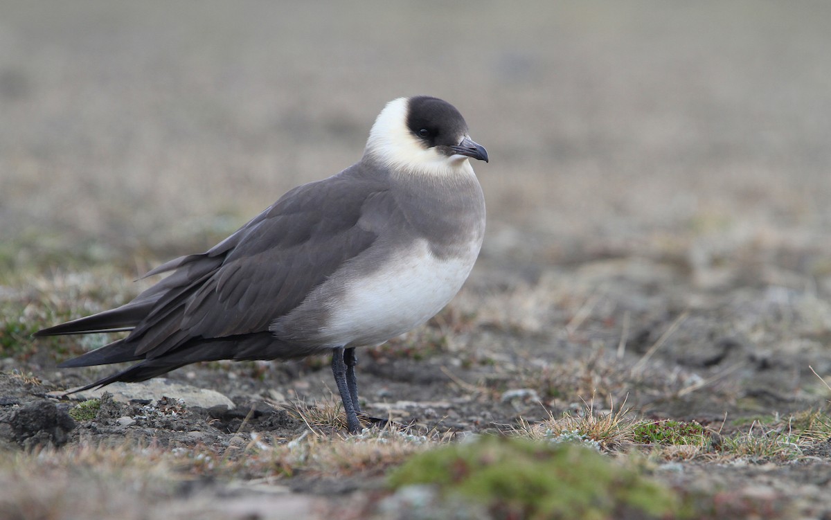 Parasitic Jaeger - ML63890721