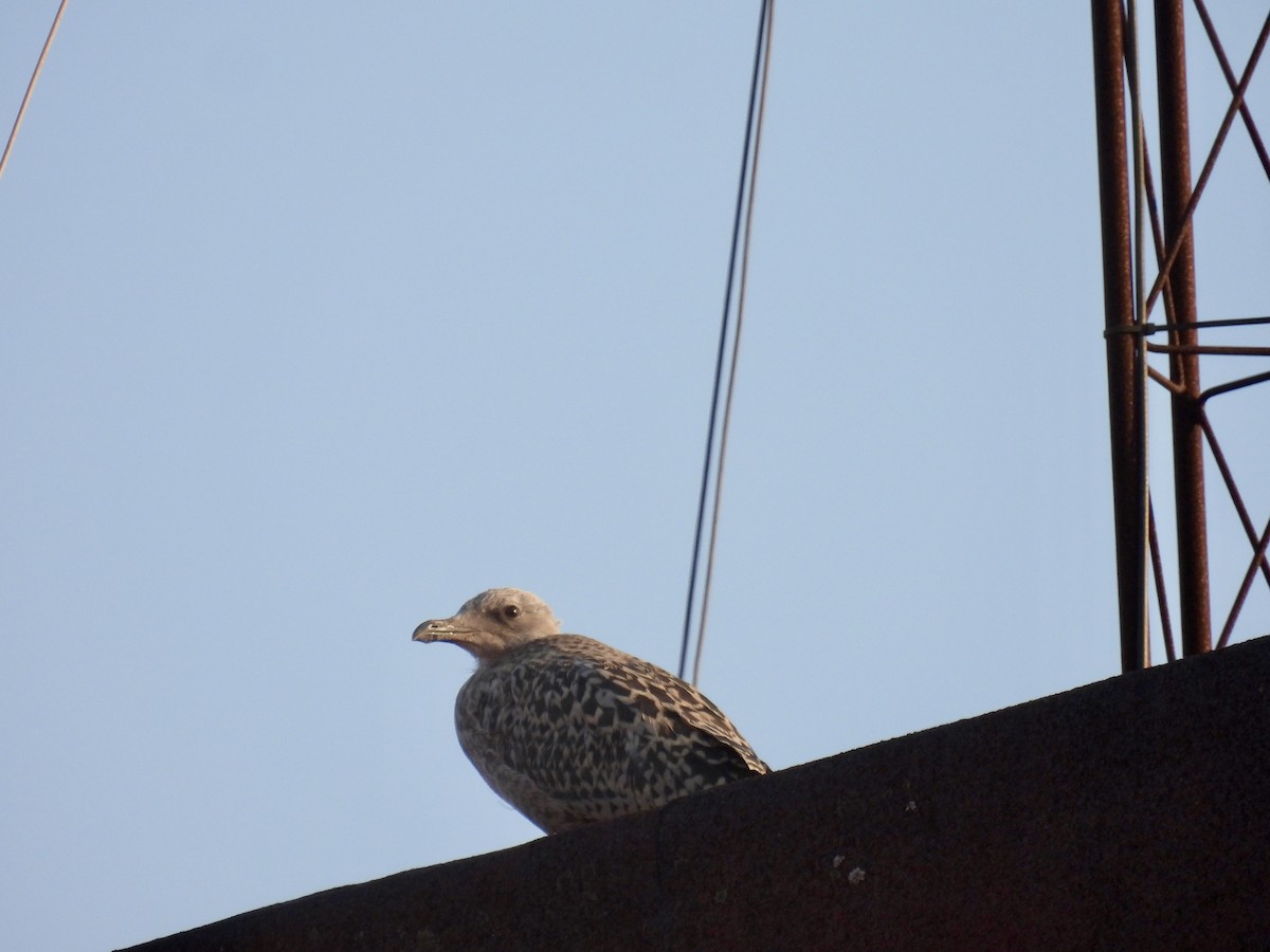 Yellow-legged Gull - ML638907286