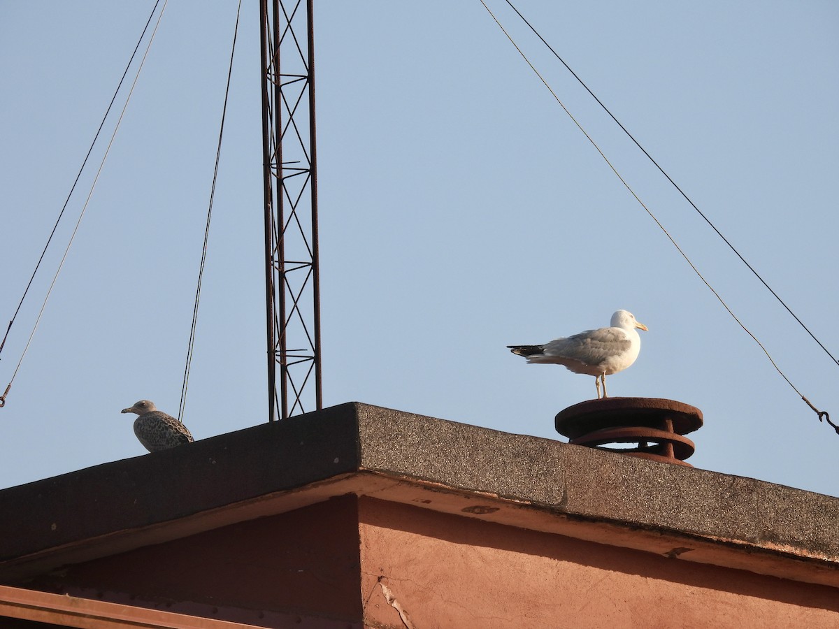 Yellow-legged Gull - ML638907287