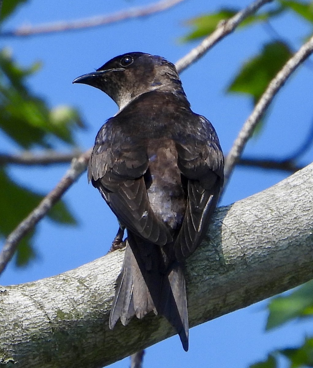 Purple Martin - ML638907310