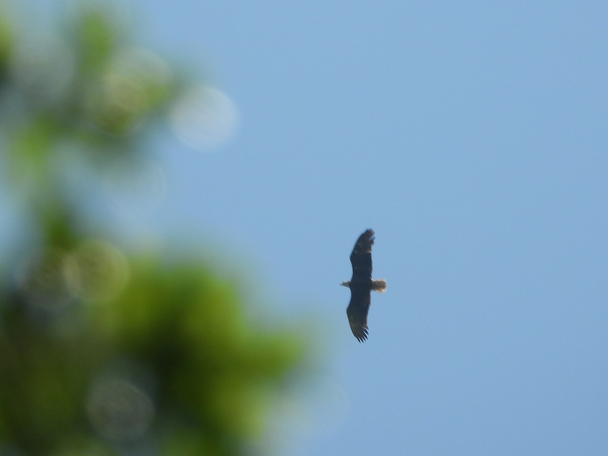 Bald Eagle - ML638907330