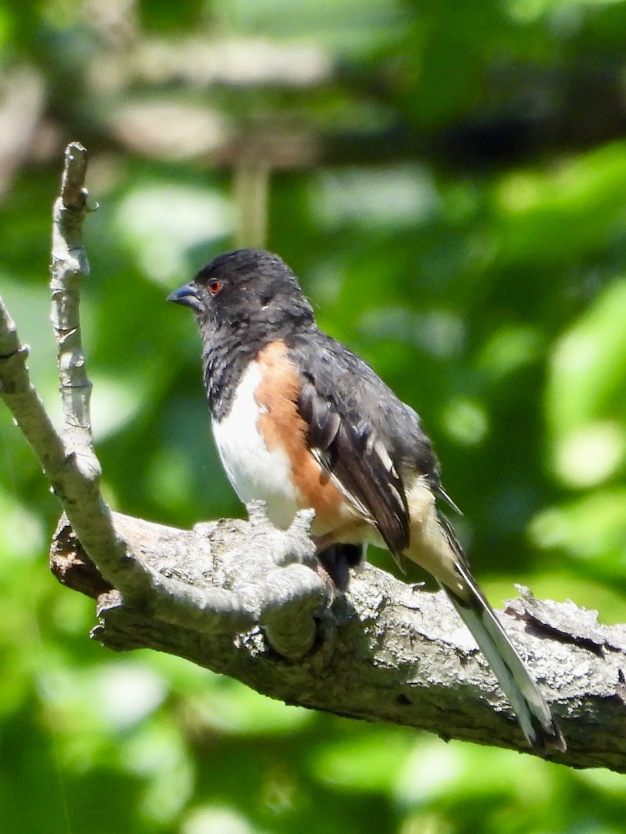 Eastern Towhee - ML638907335