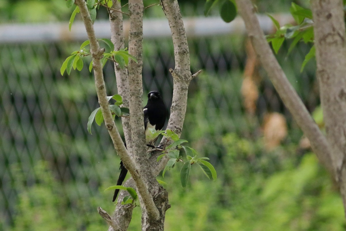 Oriental Magpie - ML638907336