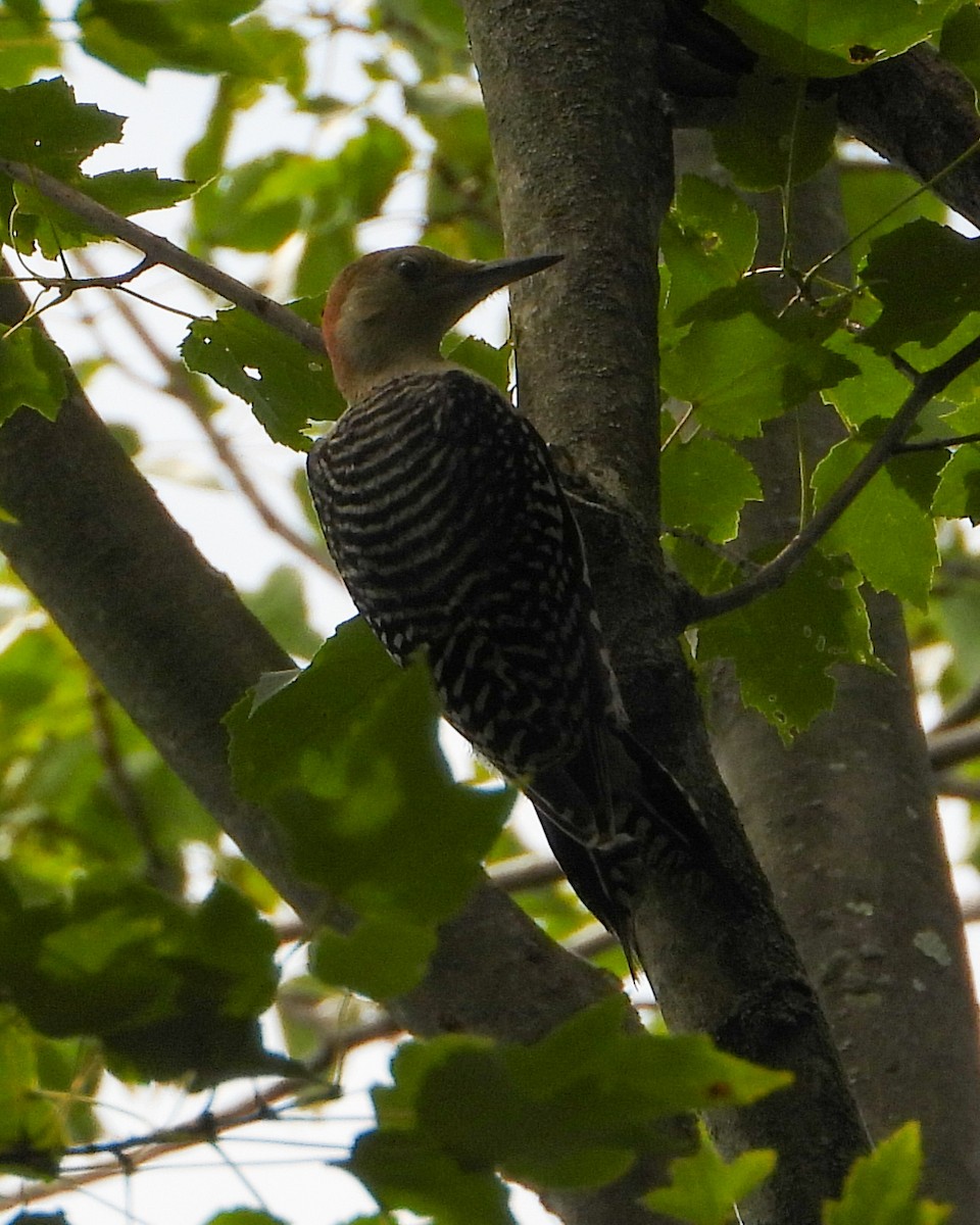Red-bellied Woodpecker - ML638907339