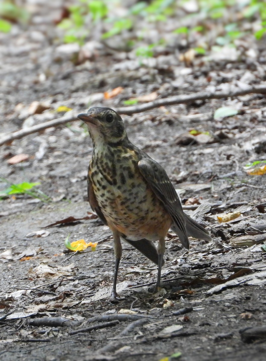 American Robin - ML638907361