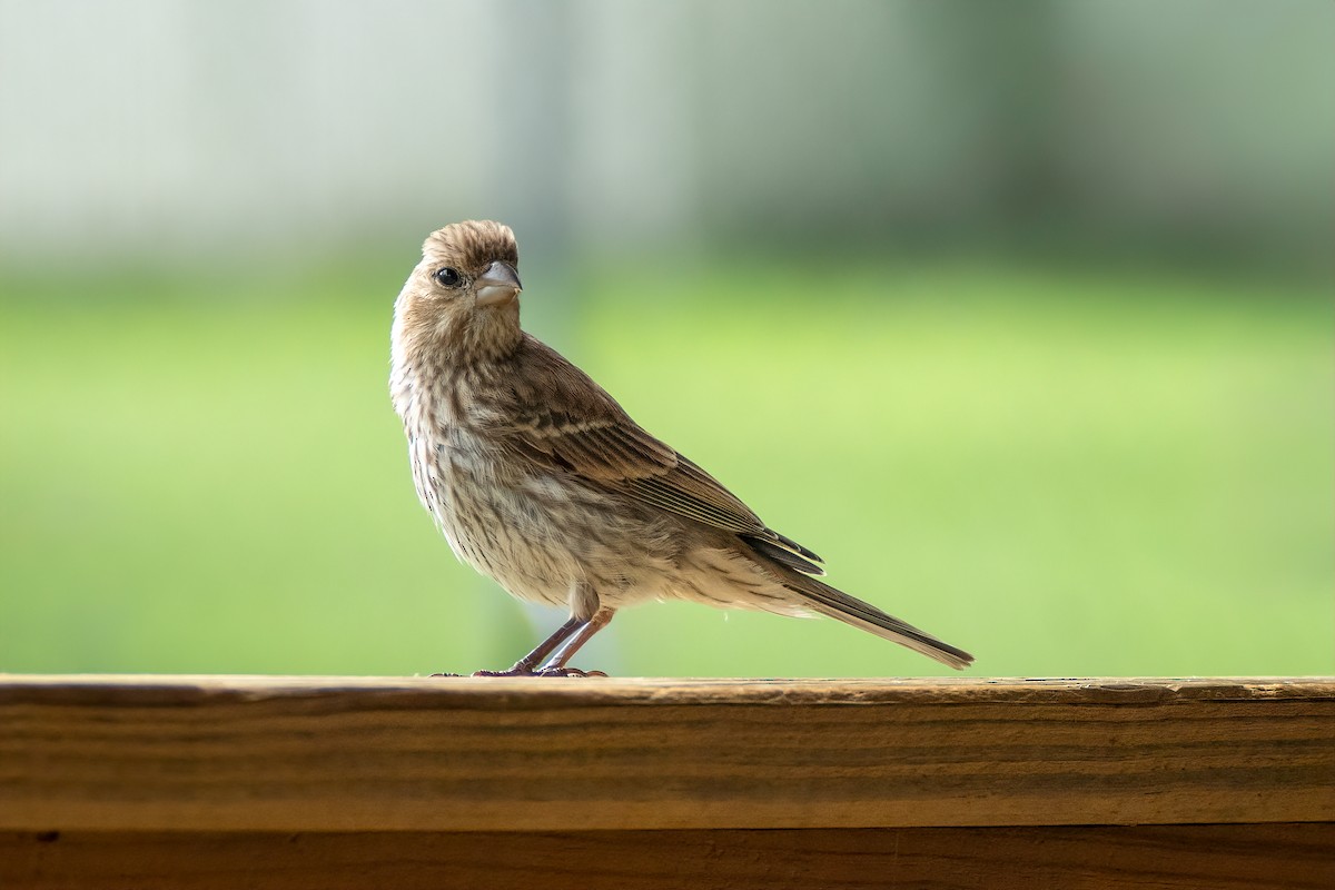 House Finch - ML638907367