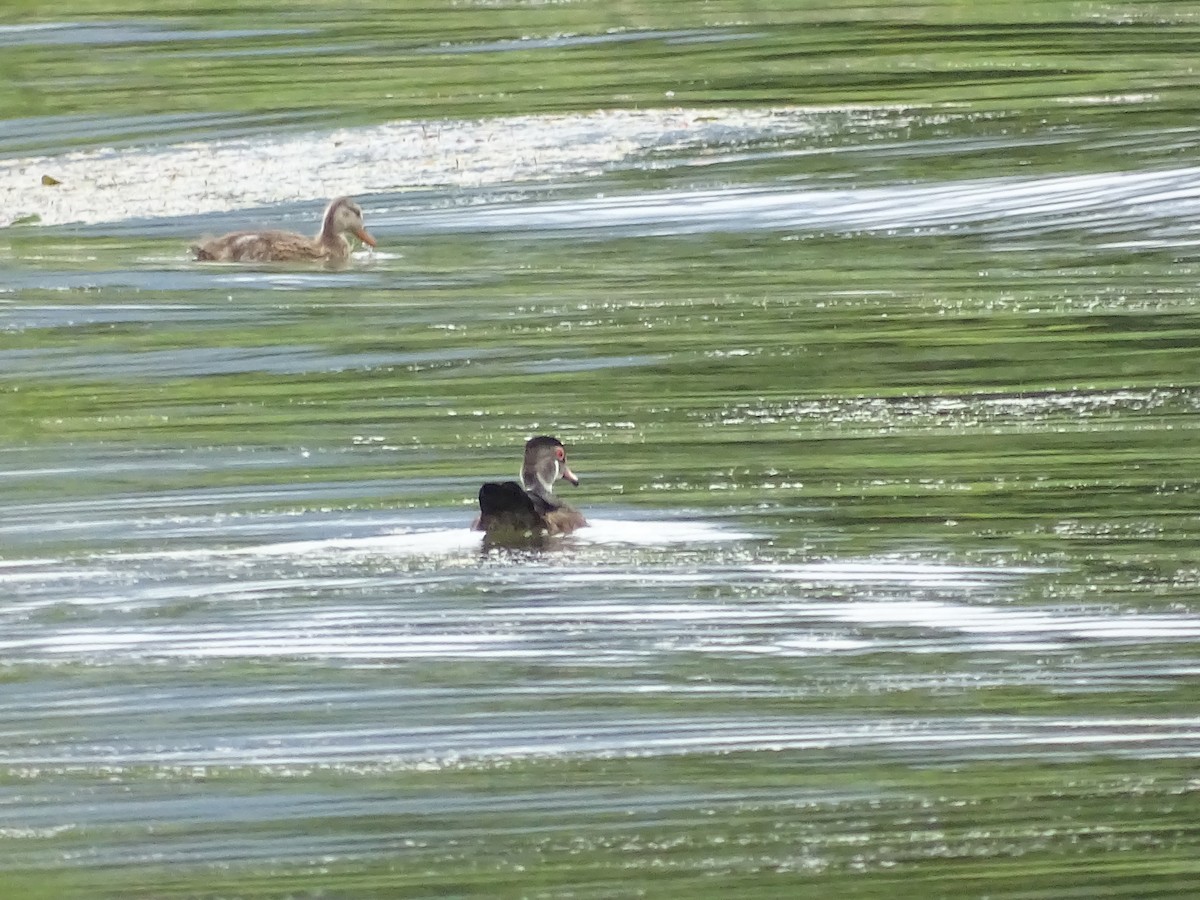 Gadwall - ML638907368