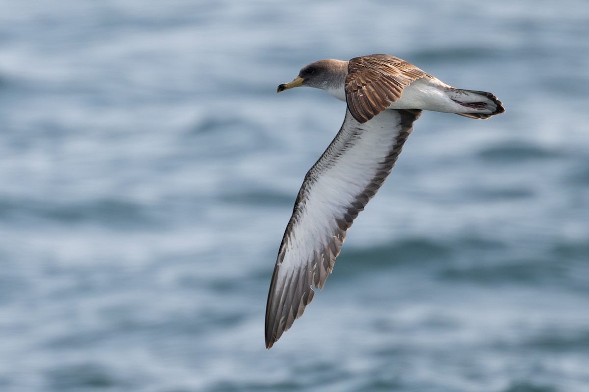Scopoli's Shearwater - ML638907390