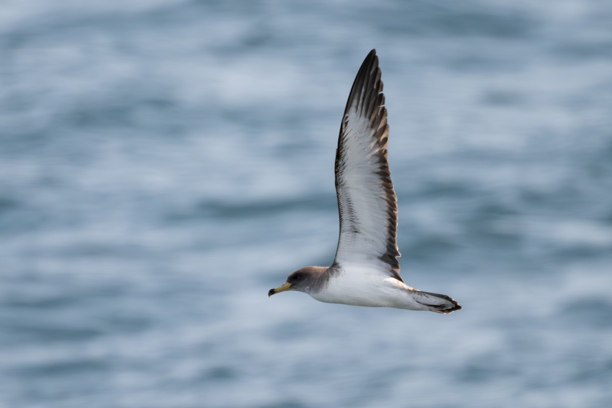 Scopoli's Shearwater - ML638907391