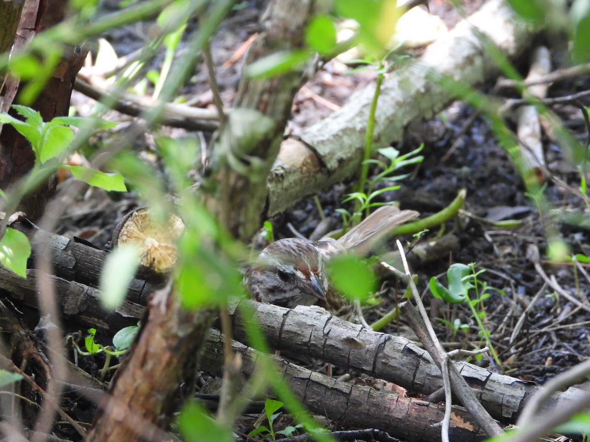 Song Sparrow - ML638907403