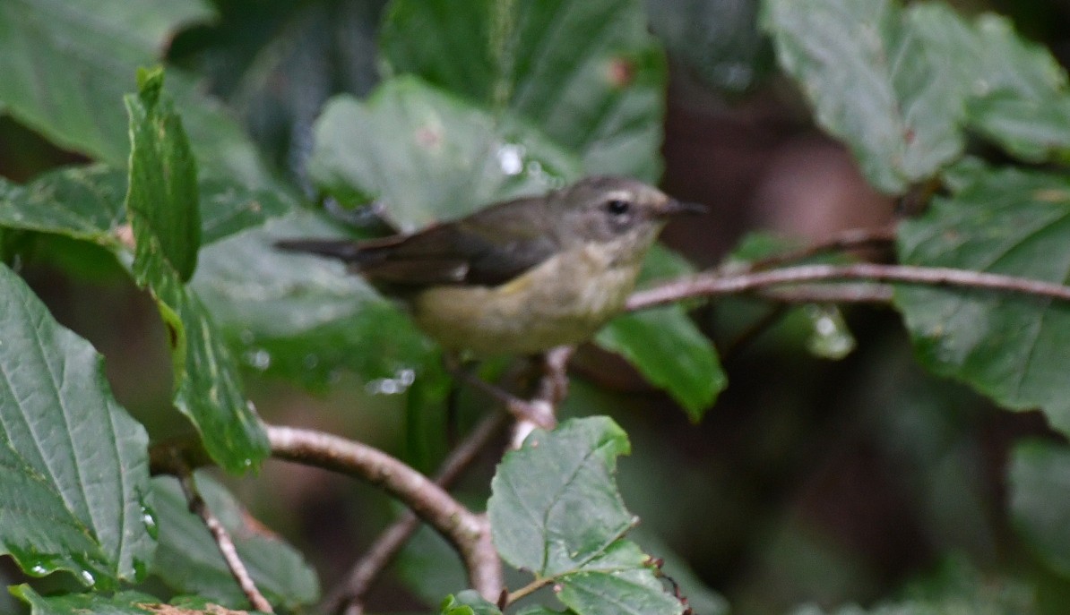 Black-throated Blue Warbler - ML638907431