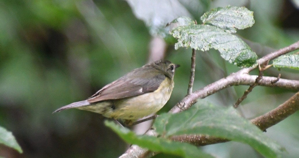 Black-throated Blue Warbler - ML638907432