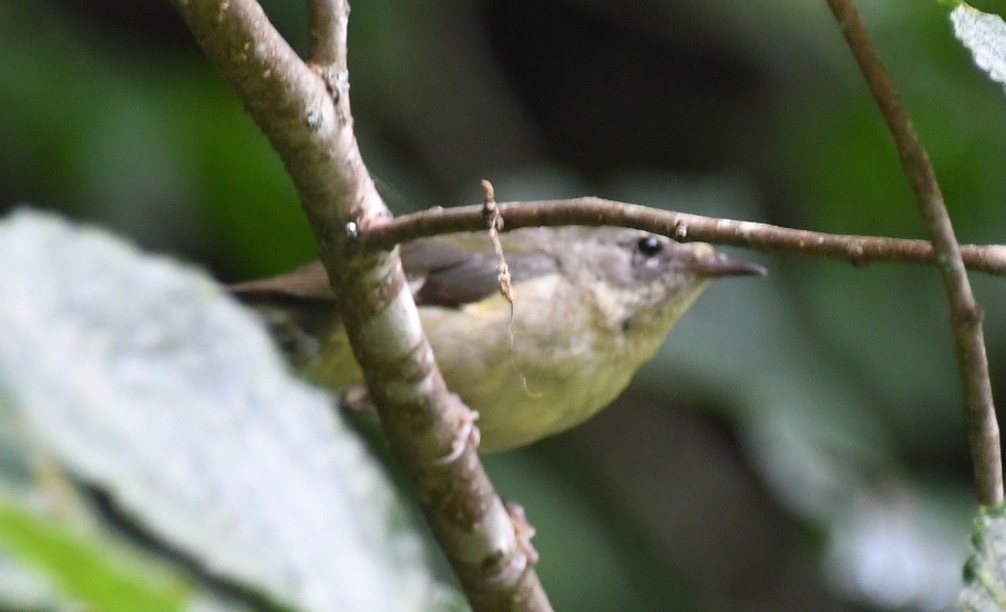 Black-throated Blue Warbler - ML638907433