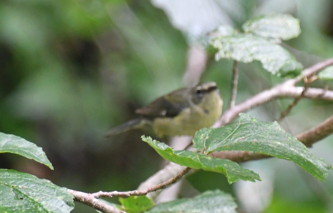 Black-throated Blue Warbler - ML638907434