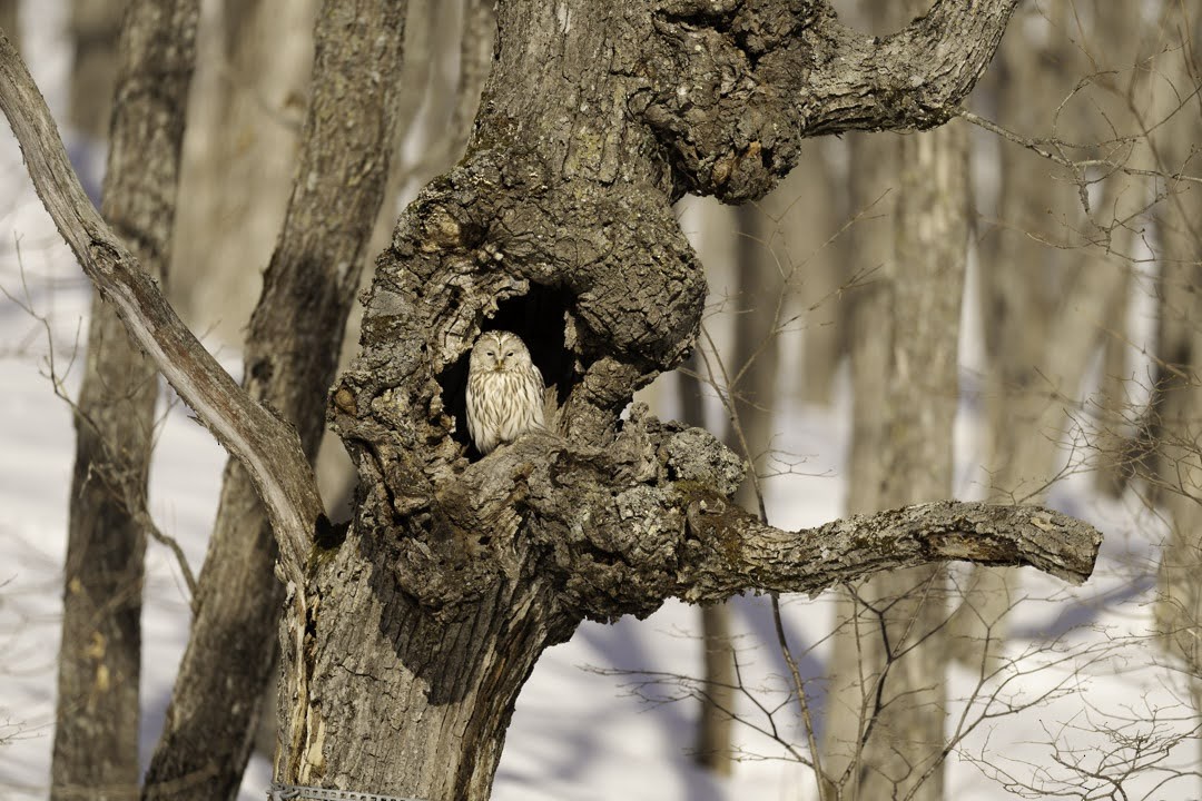 Ural Owl - ML638907438