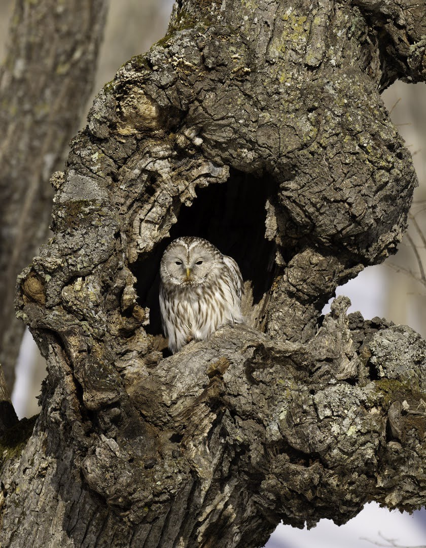 Ural Owl - ML638907440