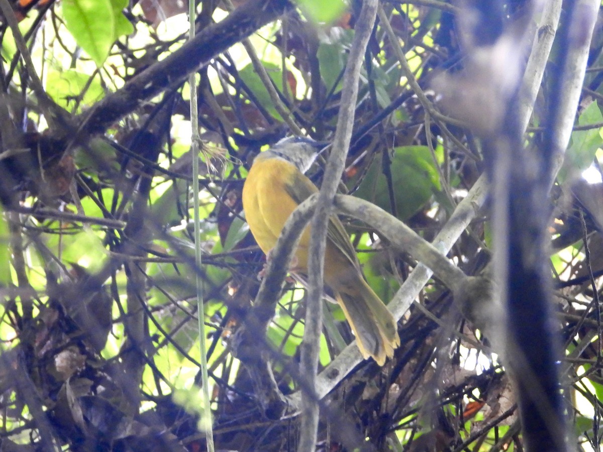 Gray-headed Tanager - ML638907489