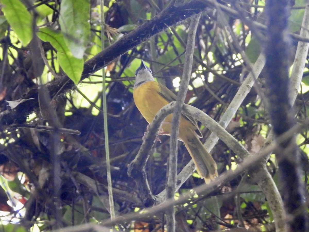 Gray-headed Tanager - ML638907490