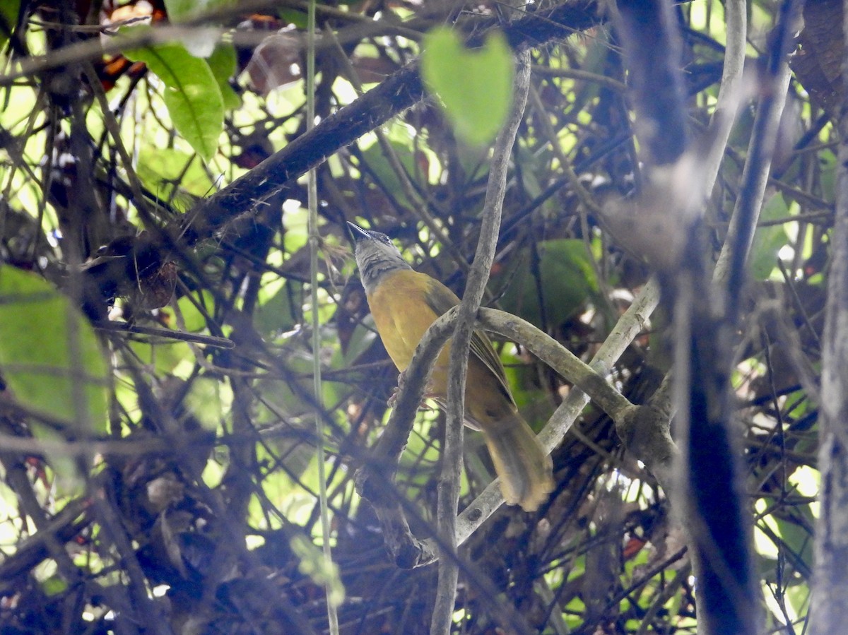 Gray-headed Tanager - ML638907491