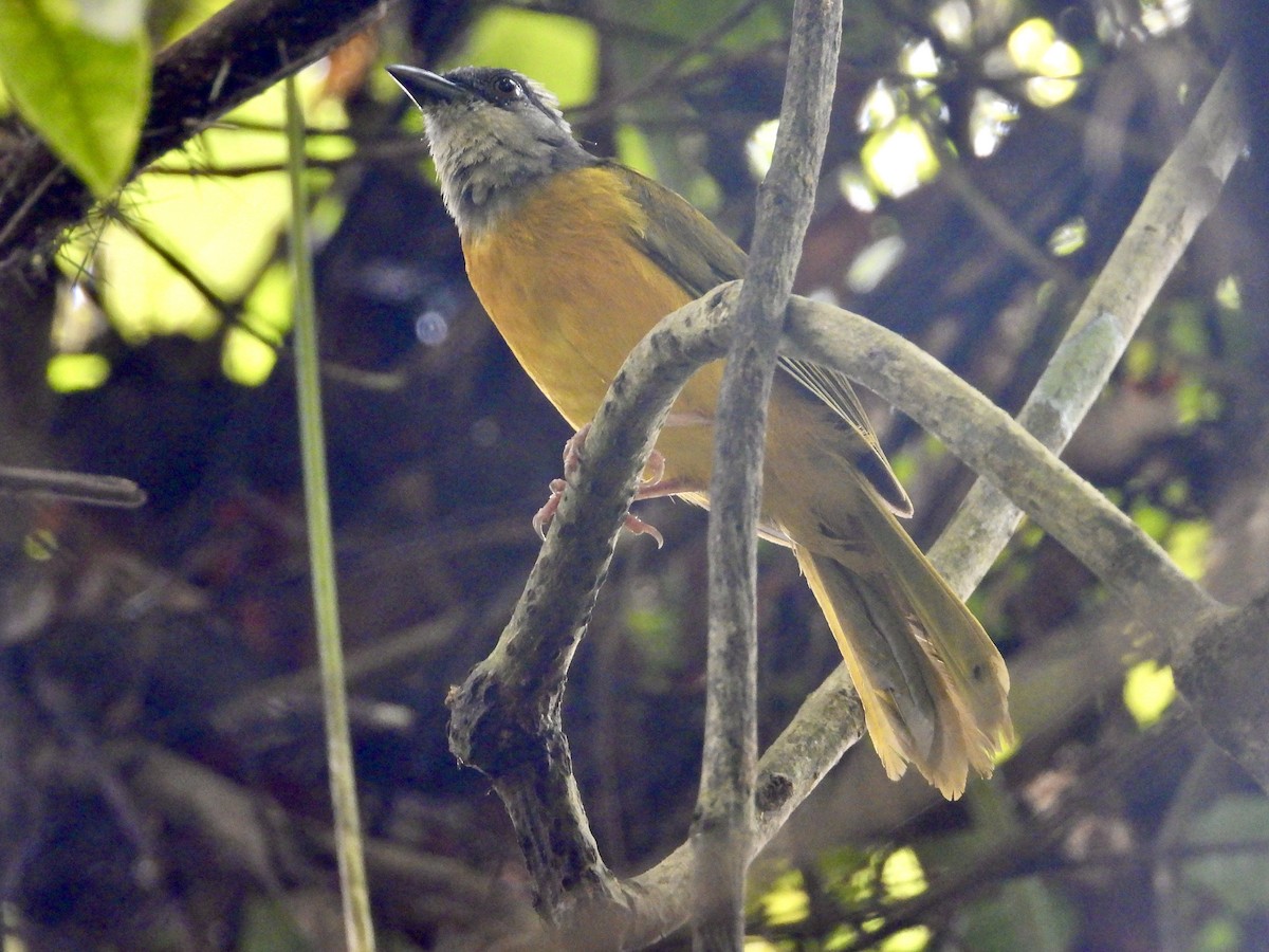 Gray-headed Tanager - ML638907492