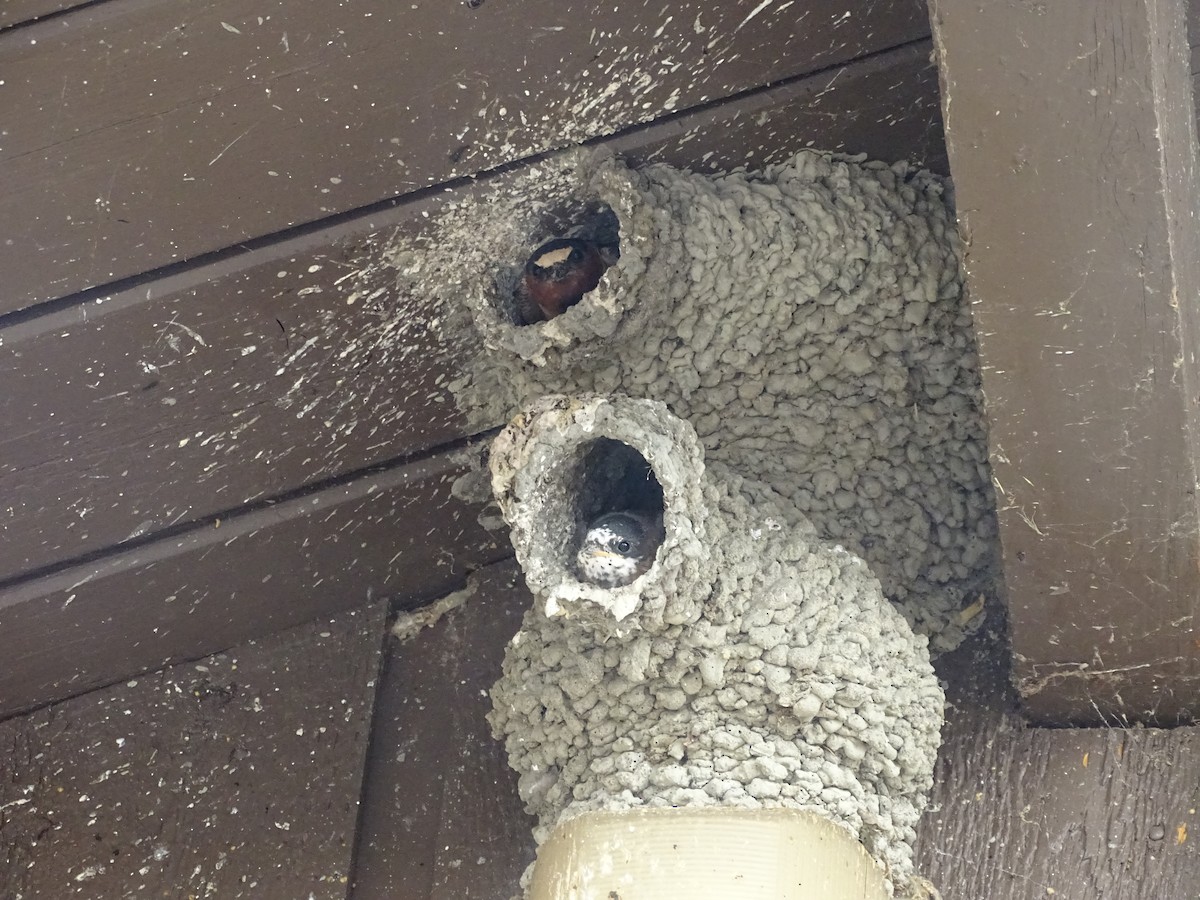 Cliff Swallow - ML638907507
