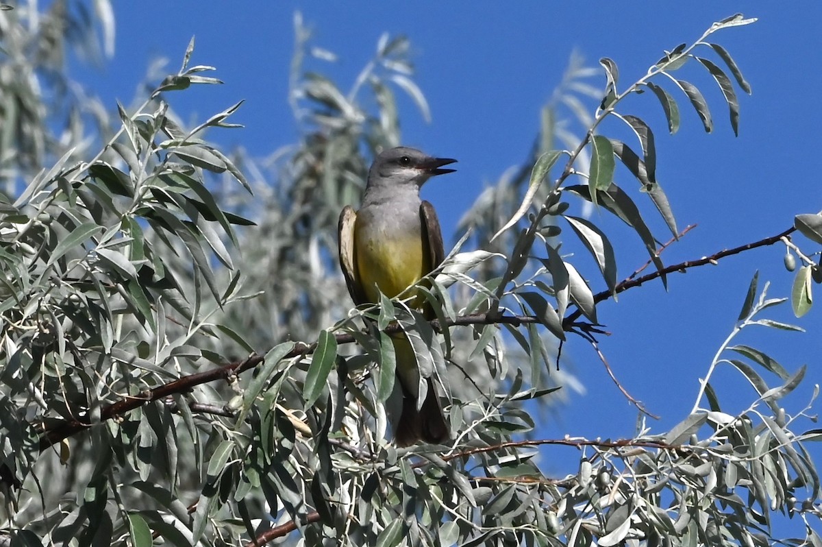 Cassin's Kingbird - ML638907511