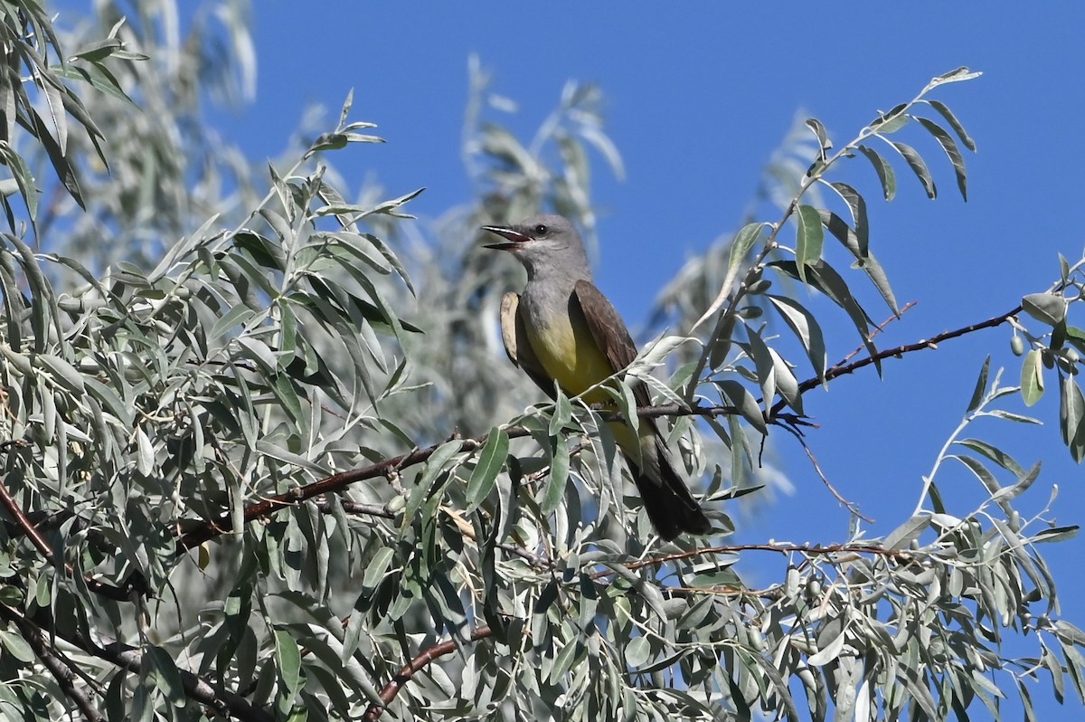 Cassin's Kingbird - ML638907512