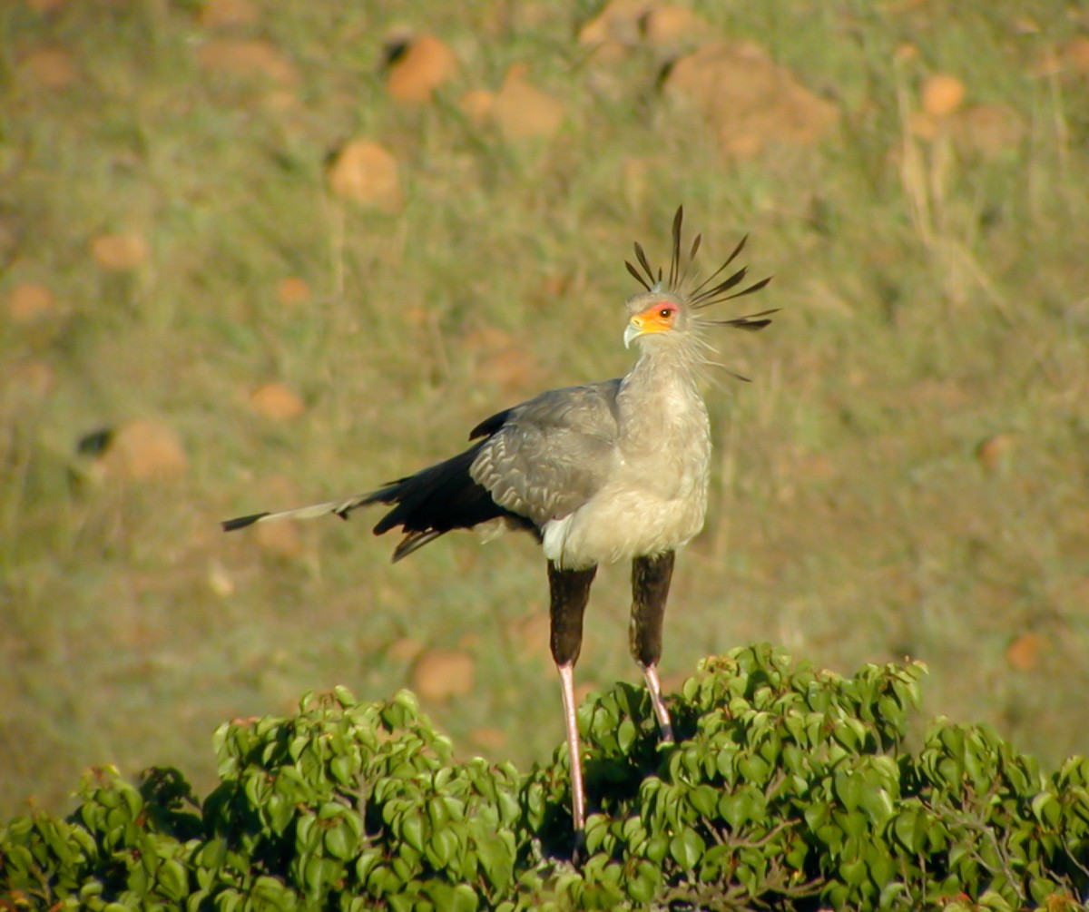 Secretarybird - ML638907534