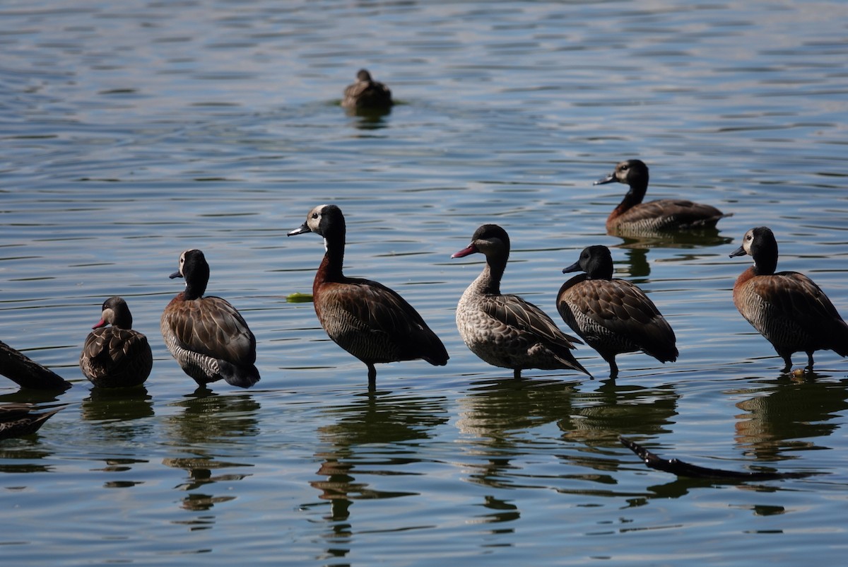 White-faced Whistling-Duck - ML638907541