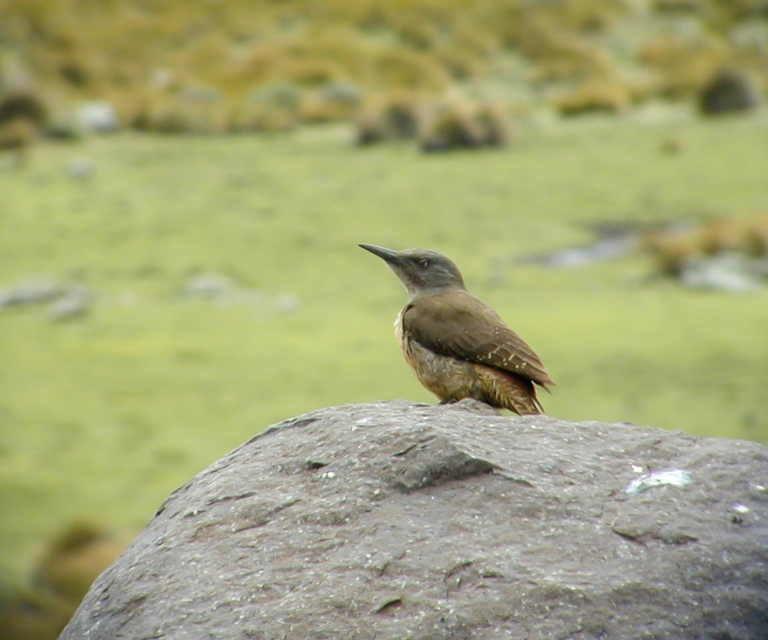 Ground Woodpecker - ML638907542