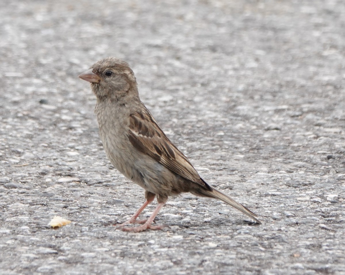 House Sparrow - ML638907569