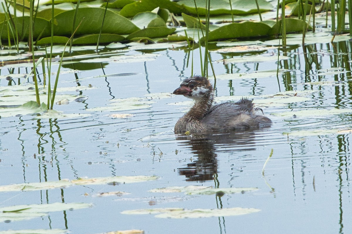 Pied-billed Grebe - ML638907585