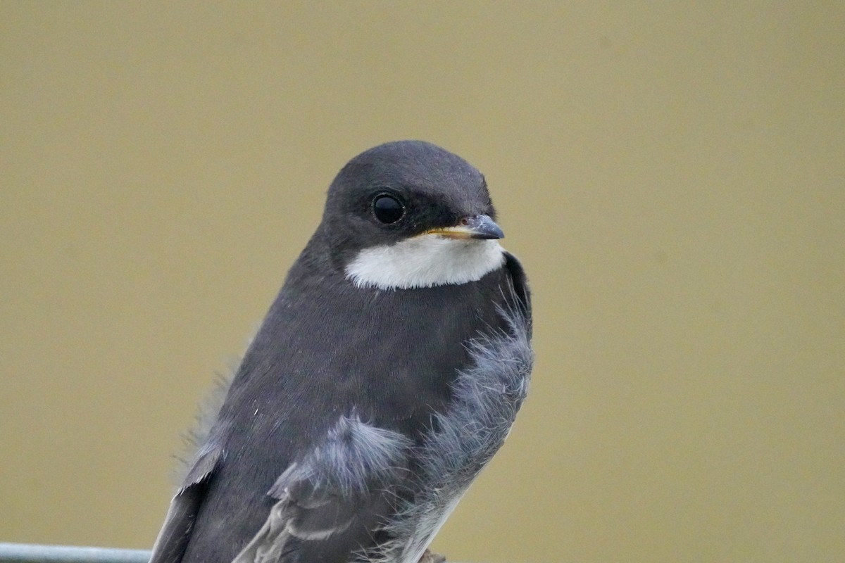 Tree Swallow - ML638907587